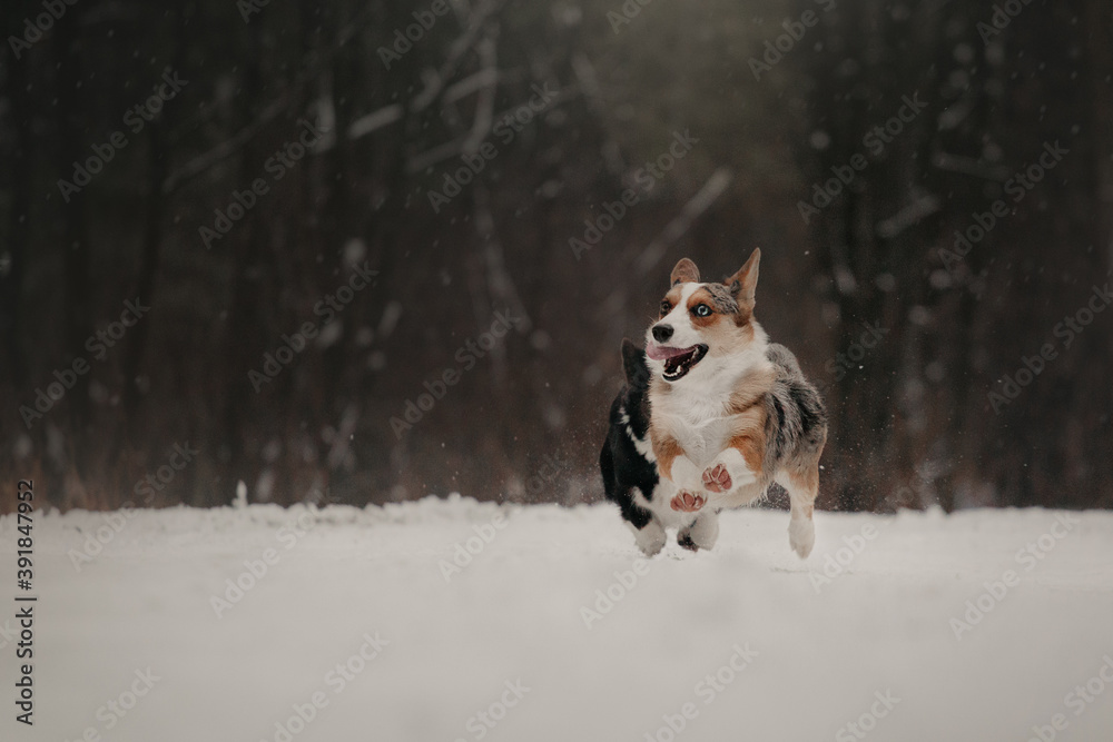 welsh corgi cardigan running activity winter welsh corgi cardigan running activity winter