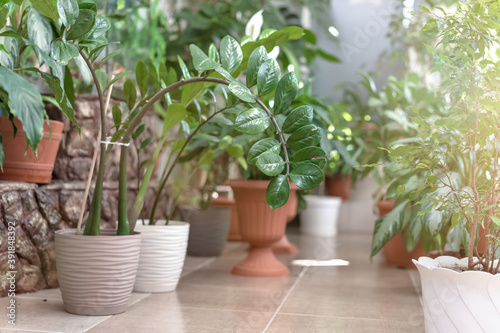 green houseplant standing in flower pots on floor of greenhouse gardening concept