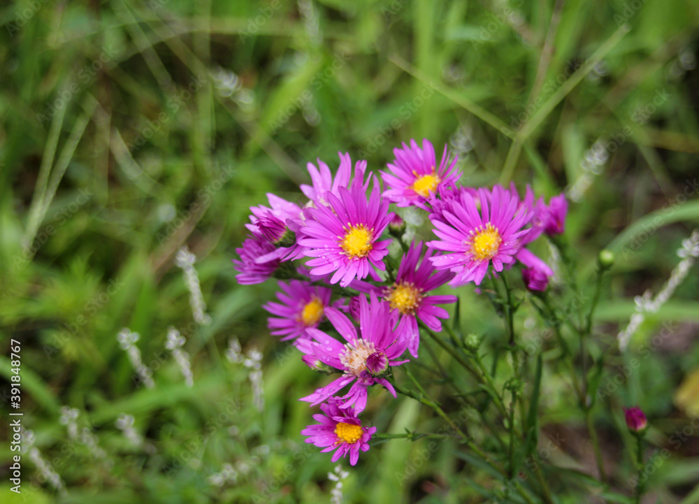 flowers in the meadow