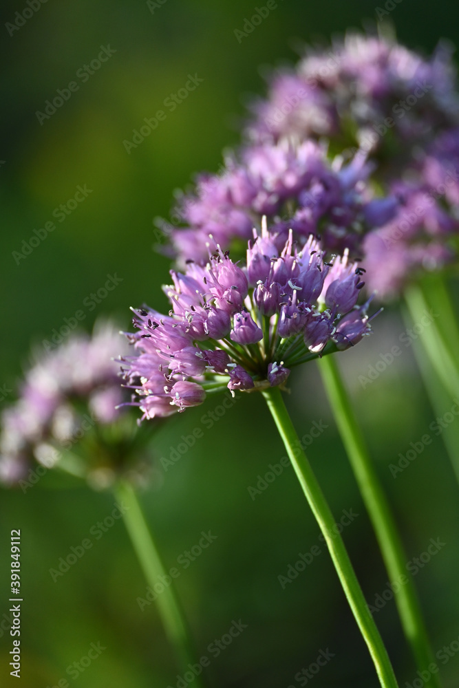 La beauté de la nature. Rencontre avec de magnifiques fleurs La beauté de la nature. Rencontre avec de magnifiques fleurs