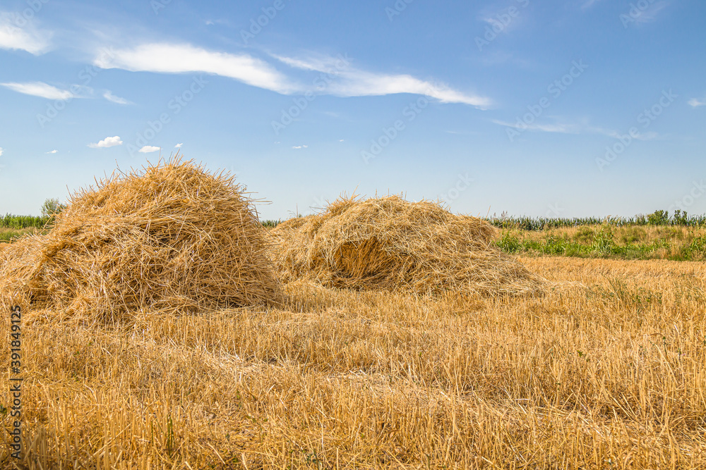 Pile of dry wheat straw in the field