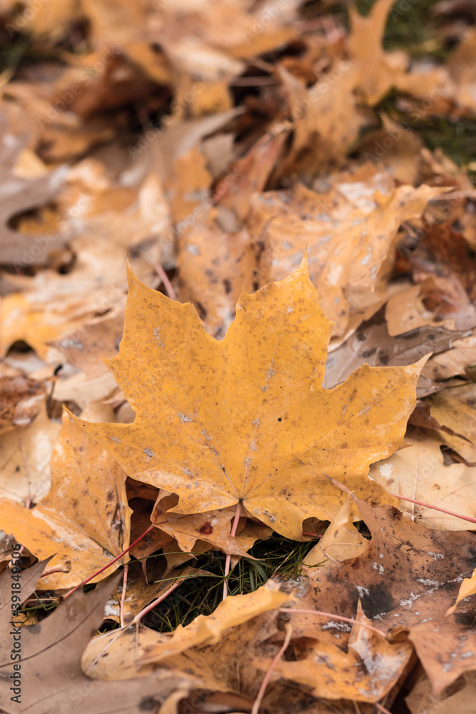 autumn leaves on the ground