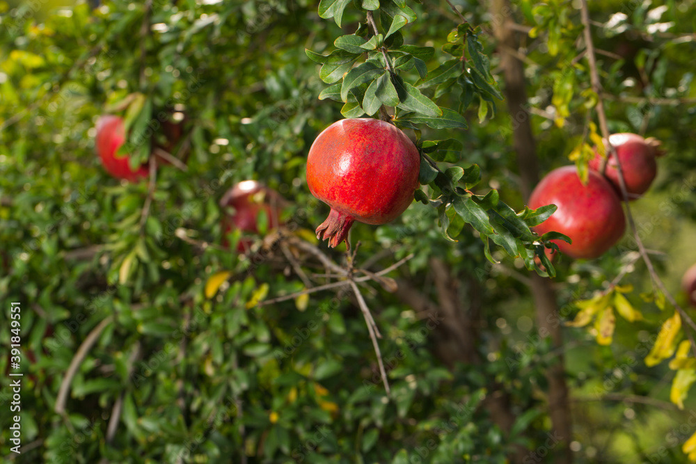 Fall pomegranate harvest