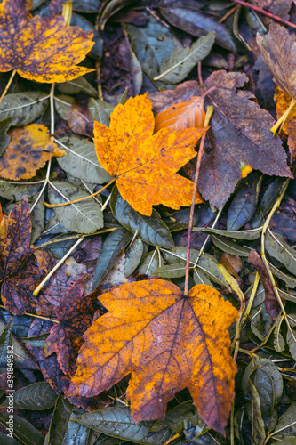 autumn leaves on the ground © Svea