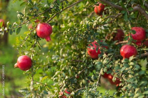 Fall pomegranate harvest