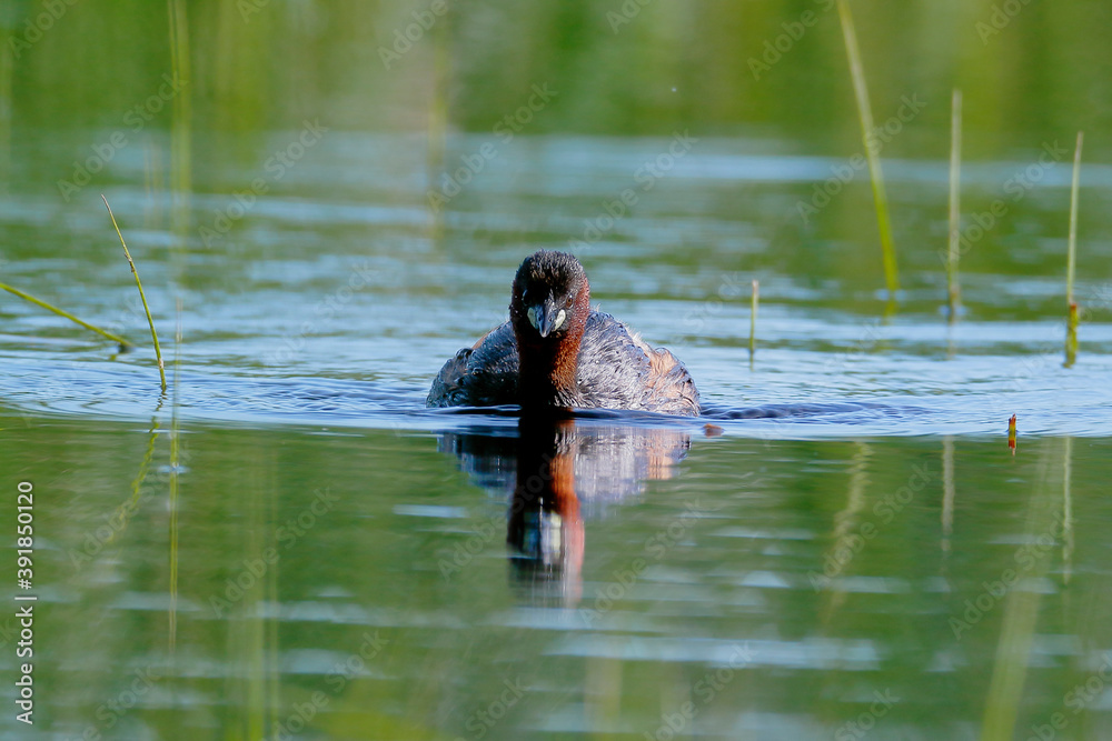A little grebe swims on the lake's surface in a very contrasting backlight. Action photo of real wildlife. Little Grebe, Tachybaptus ruficollis A little grebe swims on the lake's surface in a very contrasting backlight. Action photo of real wildlife. Little Grebe, Tachybaptus ruficollis