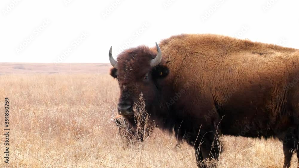 Wild American bison, Bison bison, turns his head to look at the camera and brushes agains the tall grass of the prairie where he is standing. Hand held clip in winter, with overcast cloudy sky. Wild American bison, Bison bison, turns his head to look at the camera and brushes agains the tall grass of the prairie where he is standing. Hand held clip in winter, with overcast cloudy sky.