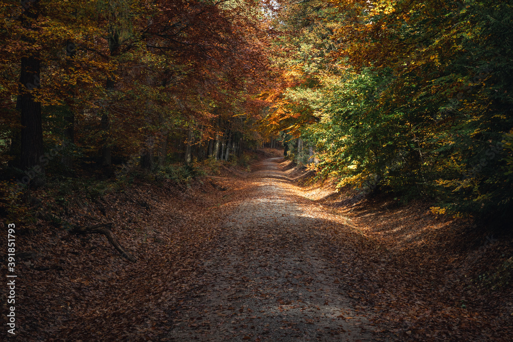 Obraz premium Wanderweg durch den Wald