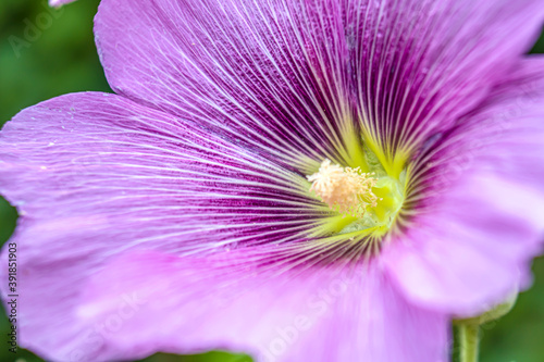 Mallow flower in nature. Close-up. photo