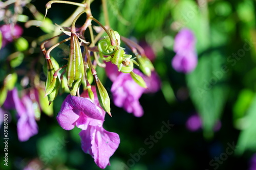 Macro photography of pink kiss-me-on-the-mountain (impatiens glandulifera flowers) with copy space