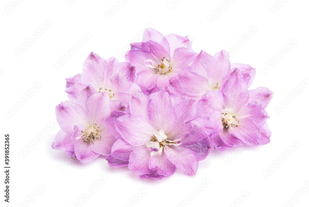 delphinium flower isolated delphinium flower isolated