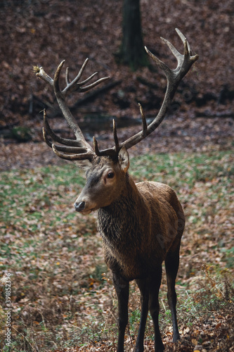 Hirsch im Park