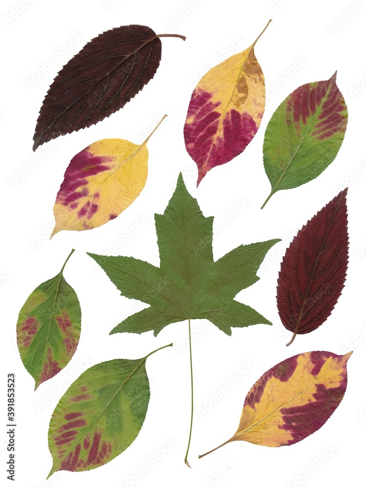 arrangement of multicolor leaves at autumn isolated