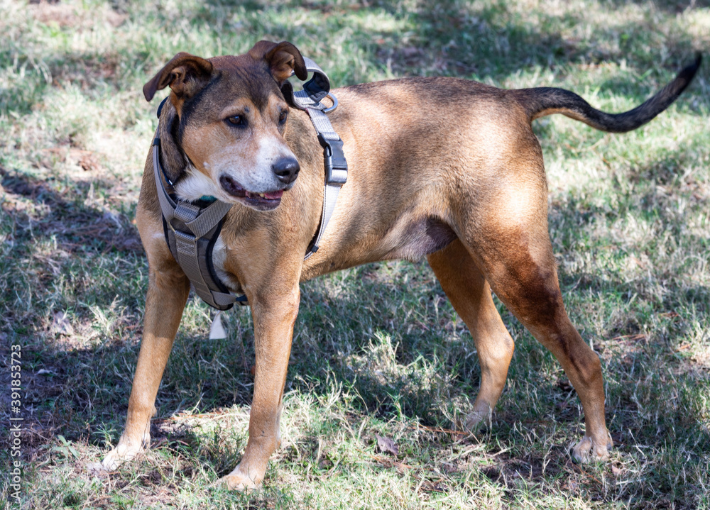 dog at a public dog park