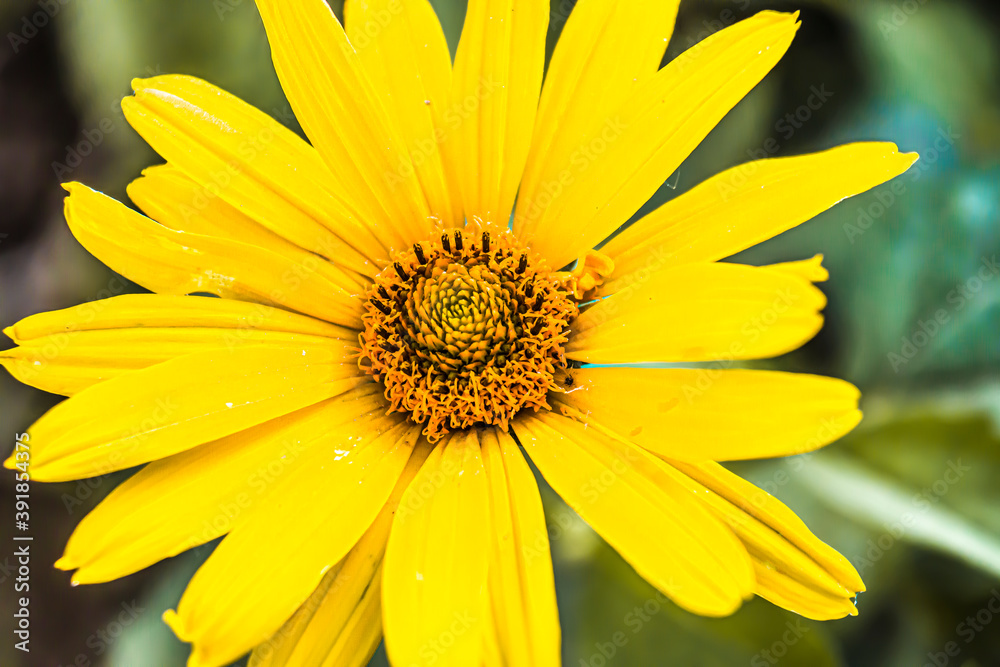 Yellow heliopsis flower in the garden in the shade. Close-up. Yellow heliopsis flower in the garden in the shade. Close-up.