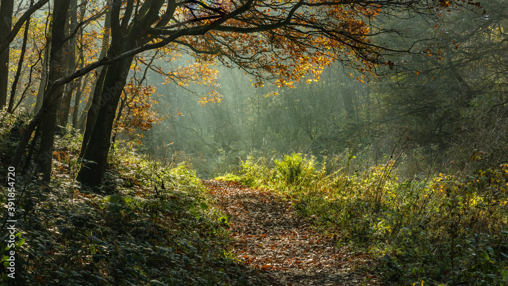 Autumn, Fall, woodland landscape in North East Engalnd, UK. Autumn, Fall, woodland landscape in North East Engalnd, UK.