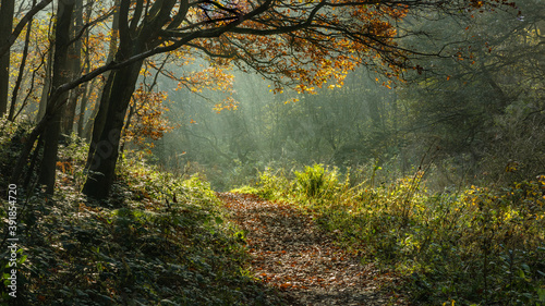 Autumn, Fall, woodland landscape in North East Engalnd, UK.