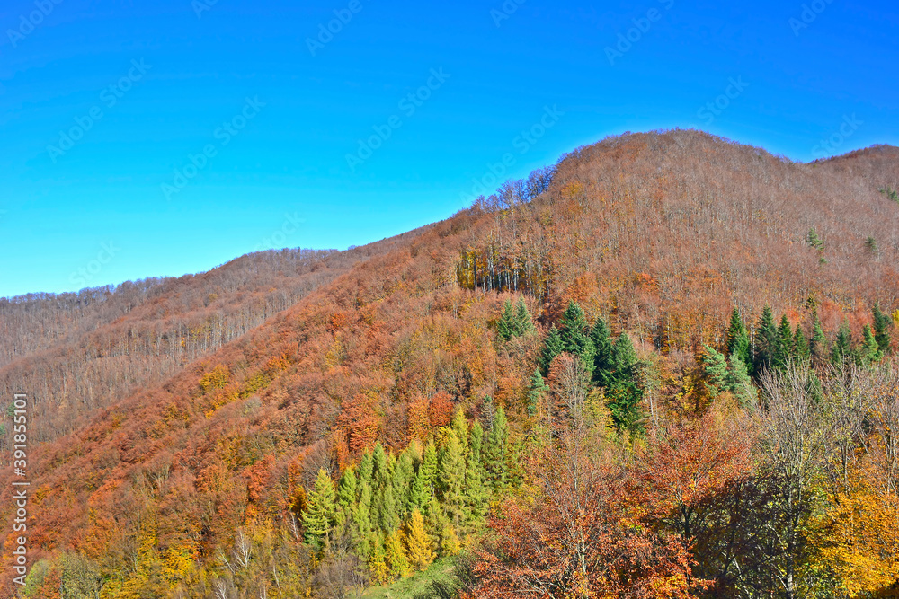 The mountain autumn landscape with colorful forest.
Beautiful orange and red autumn forest, many trees on the orange hills.