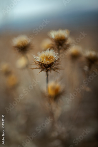 close up dry thistle plant growing in the autumn field with bokeh. autumn background with Soft selective focus