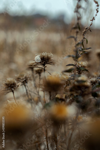 close up snail and dry thistle plant growing in the autumn field with bokeh. autumn background 