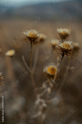 close up dry thistle plant growing in the autumn field with bokeh. autumn background with Soft selective focus