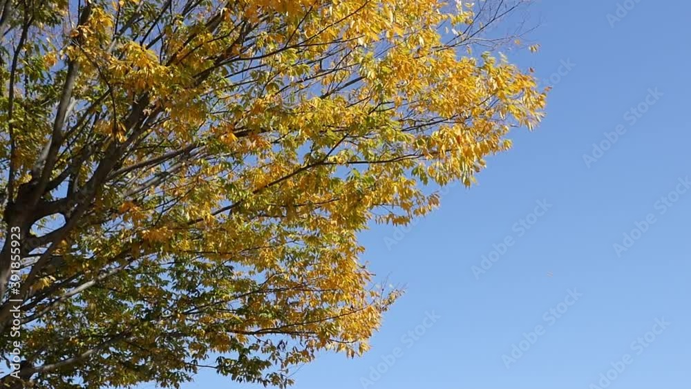 紅葉したケヤキの枯れ葉が舞い落ちるスローモーション動画
紅葉したケヤキの枯れ葉が舞い落ちるスローモーション動画