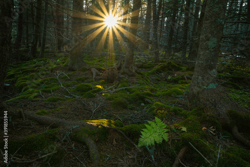 Fototapeta Naklejka Na Ścianę i Meble -  Sun Rays Shining into forest
