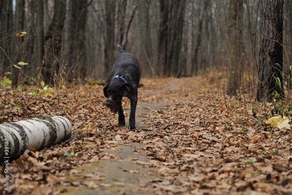 Brown hunting dog on a hunt in the woods. High Brown hunting dog on a hunt in the woods. High