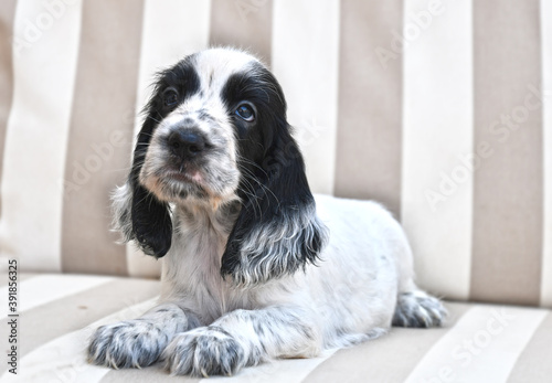 Tableau sur toile English Cocker Spaniel Blue Roan puppy