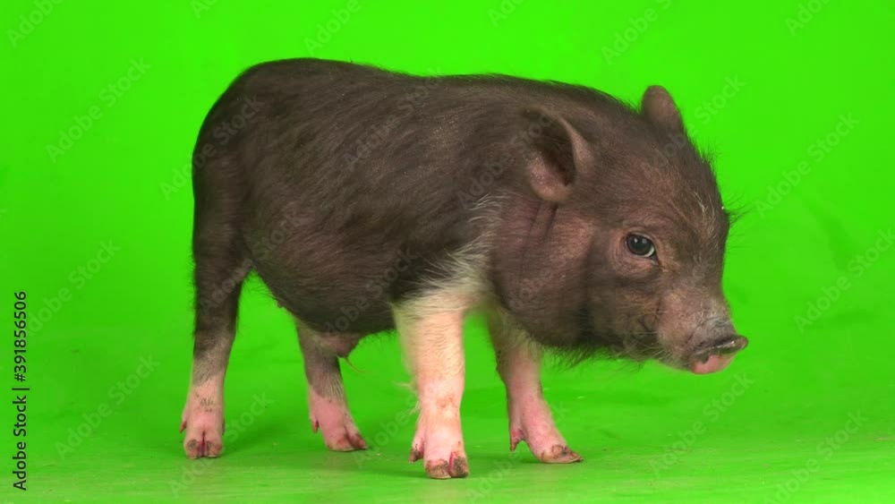 Vietnamese boar piglet on a green screen background. Vietnamese boar piglet on a green screen background.