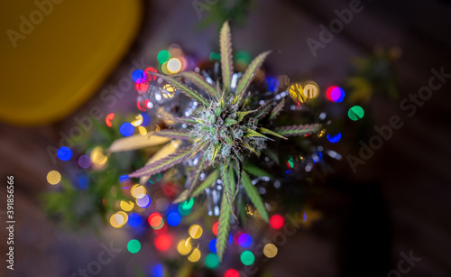 Marijuana cannabis plant with garland spots of color light on background. Christmas holiday tree concept of medical weed plant with trichomes. Focus on the flower in foreground. Top view. © fabrus