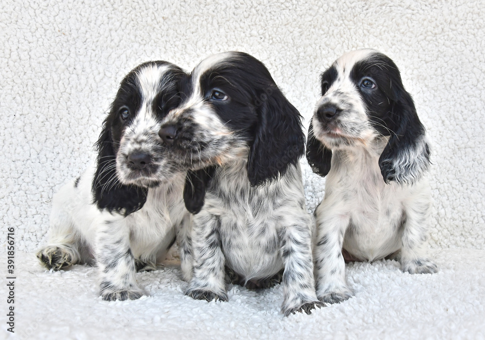 Three English Cocker Spaniel Blue Roan puppies, white background
