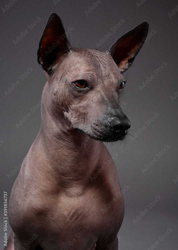 Xoloitzcuintle (Mexican Hairless Dog) three quarters portrait close-up on neutral gray background
Xoloitzcuintle (Mexican Hairless Dog) three quarters portrait close-up on neutral gray background