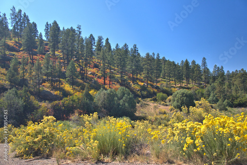 Fall Colors of golds, reds, yellows among the forest of the Northern Arizona landscape
