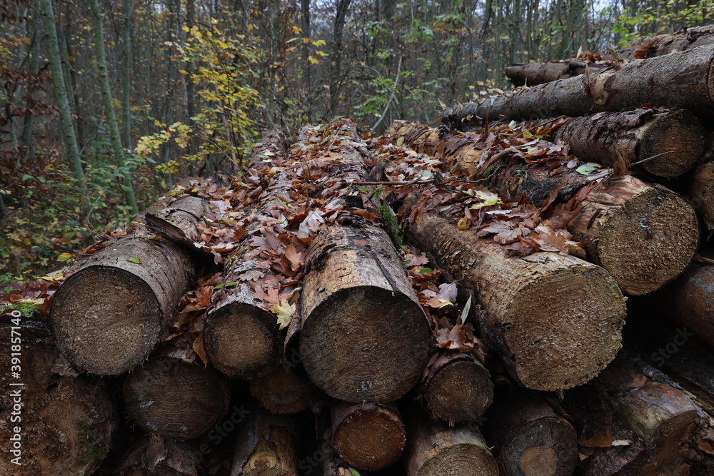 Freshly cut trees in the forest, on the side of a forest road Freshly cut trees in the forest, on the side of a forest road