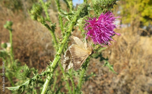 Catocala butterfly on thistle plant in the meadow photo