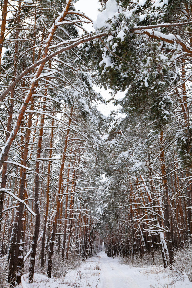 beautiful pine forest covered with snow beautiful pine forest covered with snow