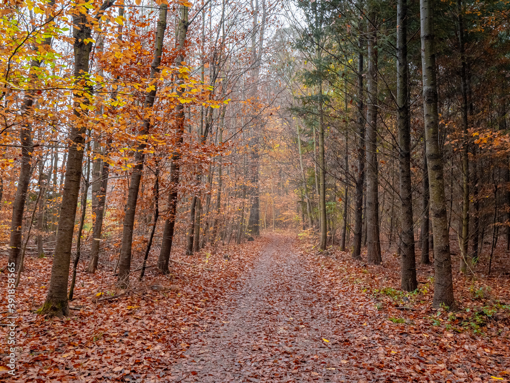 Autumn Bavarian Forest walk to enjoy the red and orange colors