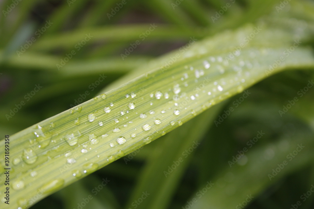 green leaves with water drops green leaves with water drops