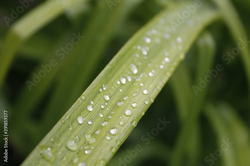 green leaves with water drops