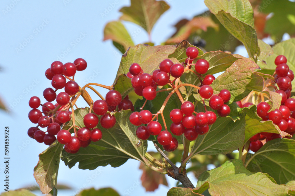 Obraz premium Guelder rose (Viburnum opulus) berries ripen on the branch of the bush
