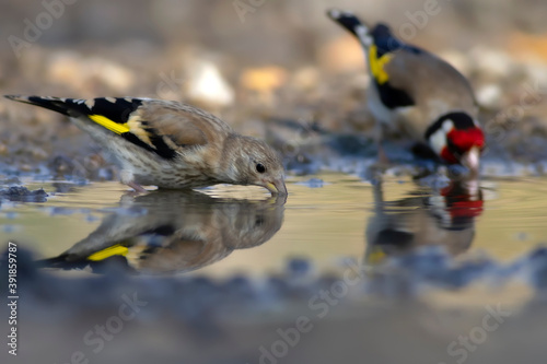 Photography Drinking water. European Goldfinch. Nature background.