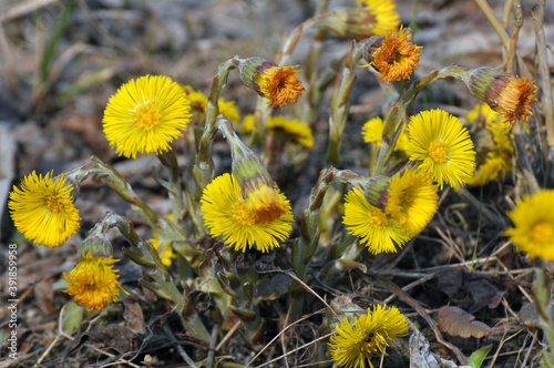 In nature, bloom early spring plant coltsfoot (Tussilago farfara)