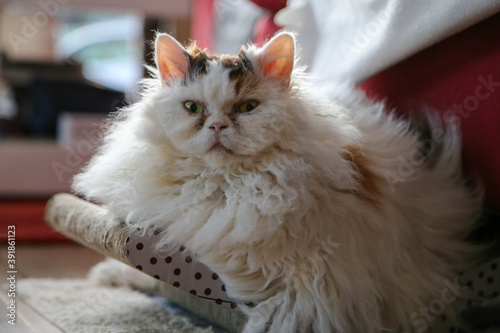 Foto Portrait of Selkirk Rex cat relaxing at home on pet bed