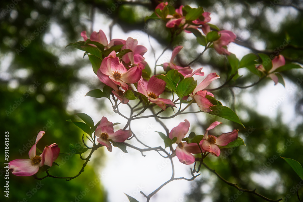 Glencaren Gardens