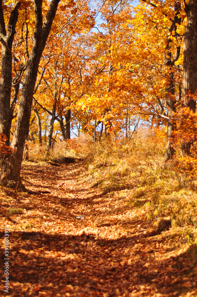 Fototapeta premium Wild forest path among the trees in the golden autumn season. Vertical view