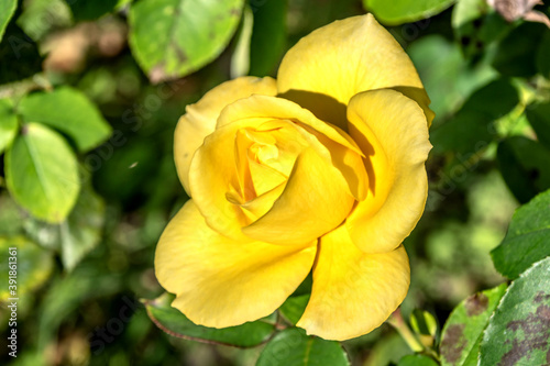 Rose jaune