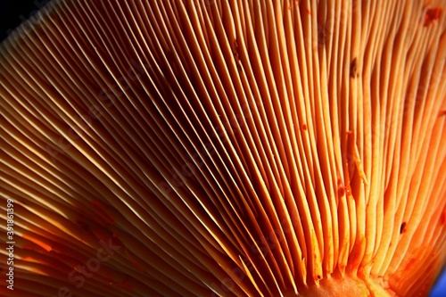 Bright orange gills on cap botoom of Saffron Milk-cap, also called Red Pine Mushroom, latin name Lactarius Deliciosus, in autumn sunshine. 