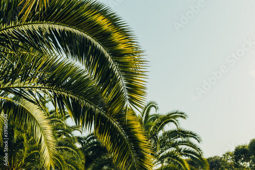 Tropical jungle  palm leaves on a sunny day  sky.