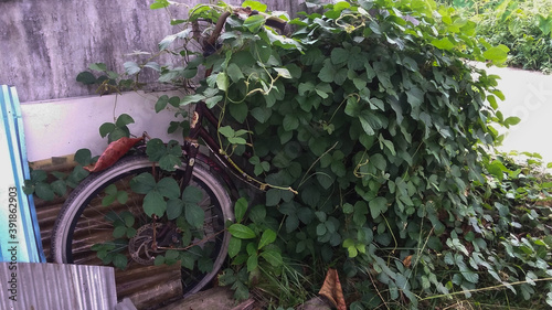 The Bike and green Leaf